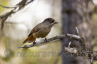 KA_230929_27 / Perisoreus infaustus / Lavskrike