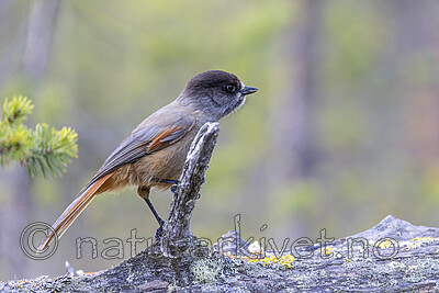 KA_230929_33 / Perisoreus infaustus / Lavskrike