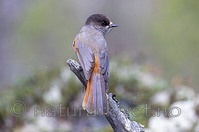 KA_230929_34 / Perisoreus infaustus / Lavskrike