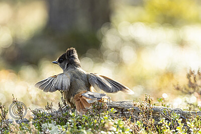 KA_231001_13 / Perisoreus infaustus / Lavskrike