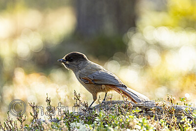 KA_231001_14 / Perisoreus infaustus / Lavskrike