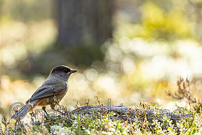 KA_231001_15 / Perisoreus infaustus / Lavskrike