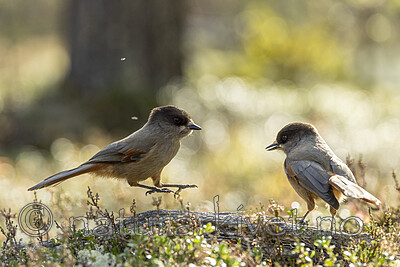 KA_231001_18 / Perisoreus infaustus / Lavskrike