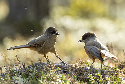 KA_231001_19 / Perisoreus infaustus / Lavskrike