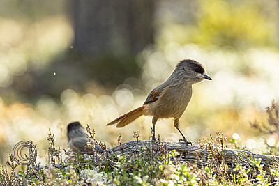 KA_231001_21 / Perisoreus infaustus / Lavskrike