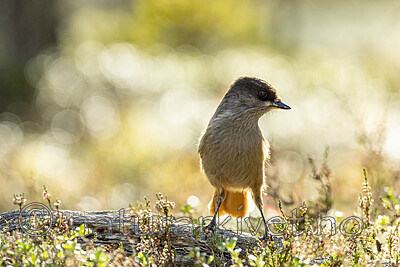 KA_231001_22 / Perisoreus infaustus / Lavskrike