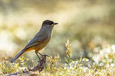 KA_231001_24 / Perisoreus infaustus / Lavskrike