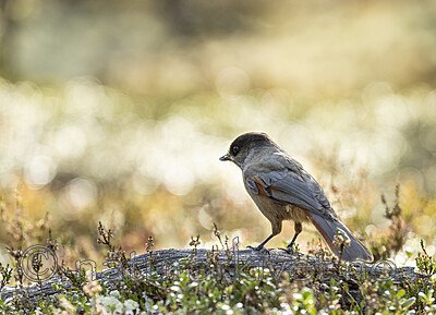 KA_231001_7 / Perisoreus infaustus / Lavskrike