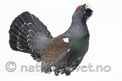 KA_240324_107 / Tetrao urogallus / Storfugl