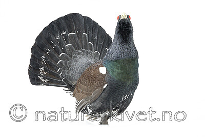 KA_240324_110 / Tetrao urogallus / Storfugl