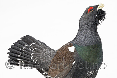 KA_240324_113 / Tetrao urogallus / Storfugl