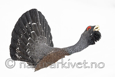 KA_240324_119 / Tetrao urogallus / Storfugl