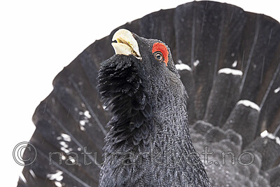 KA_240324_122 / Tetrao urogallus / Storfugl