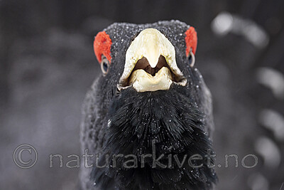 KA_240324_131 / Tetrao urogallus / Storfugl