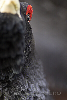 KA_240324_15 / Tetrao urogallus / Storfugl