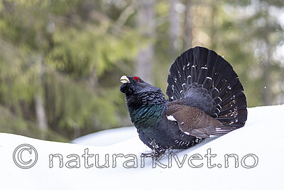KA_240324_18 / Tetrao urogallus / Storfugl