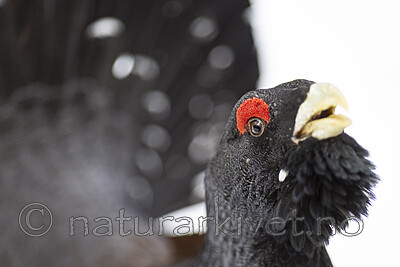 KA_240324_24 / Tetrao urogallus / Storfugl