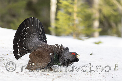 KA_240324_3 / Tetrao urogallus / Storfugl
