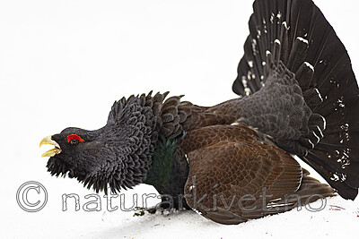 KA_240324_30 / Tetrao urogallus / Storfugl