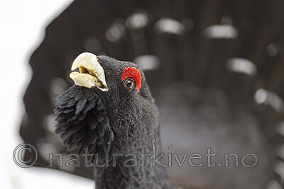 KA_240324_47 / Tetrao urogallus / Storfugl