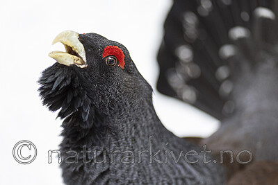 KA_240324_49 / Tetrao urogallus / Storfugl