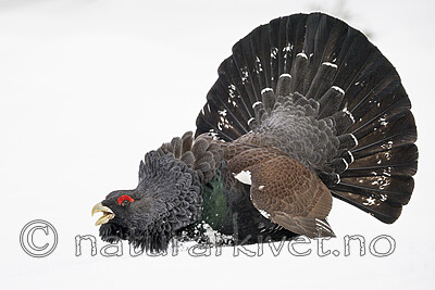 KA_240324_69 / Tetrao urogallus / Storfugl
