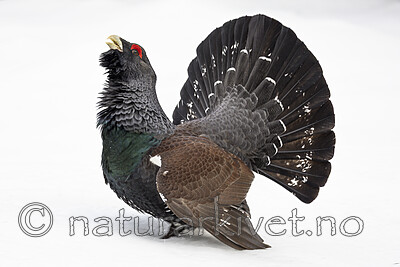 KA_240324_72 / Tetrao urogallus / Storfugl