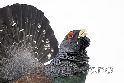 KA_240324_73 / Tetrao urogallus / Storfugl