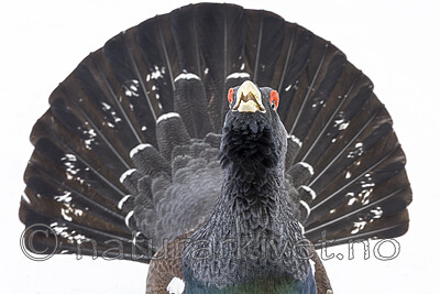 KA_240324_75 / Tetrao urogallus / Storfugl