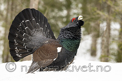 KA_240324_78 / Tetrao urogallus / Storfugl