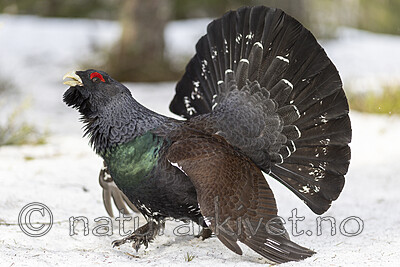 KA_240324_8 / Tetrao urogallus / Storfugl