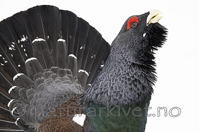 KA_240324_82 / Tetrao urogallus / Storfugl