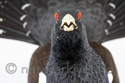 KA_240324_87 / Tetrao urogallus / Storfugl