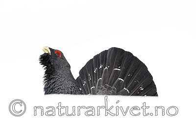 KA_240324_89 / Tetrao urogallus / Storfugl