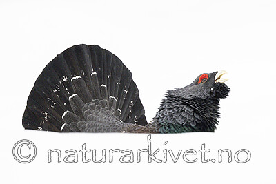 KA_240324_91 / Tetrao urogallus / Storfugl