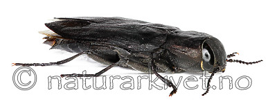 KA_acuminata_side / Melanophila acuminata / Sotpraktbille