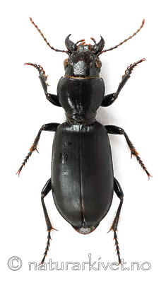 KA_cephalotes / Broscus cephalotes