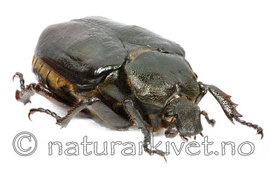 KA_eremita_side / Osmoderma eremita / Eremitt