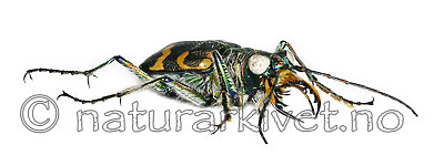 KA_hybrida_side / Cicindela hybrida