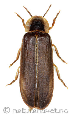 KA_noctiluca / Lampyris noctiluca / Sankthansorm