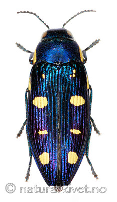 KA_octoguttata_over / Buprestis octoguttata / åtteflekkpraktbille