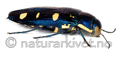 KA_octoguttata_side / Buprestis octoguttata / åtteflekkpraktbille