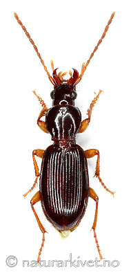 KA_pumicatus_over / Stomis pumicatus