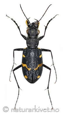 KA_sylvatica_over / Cicindela sylvatica