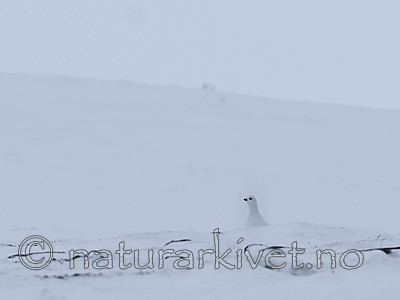 P1010010 / Lagopus lagopus / Lirype