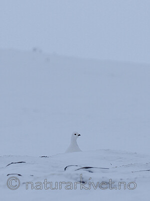 P1010012 / Lagopus lagopus / Lirype