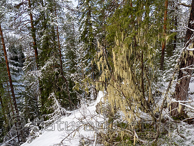 P2154923 / Evernia divaricata / Mjuktjafs