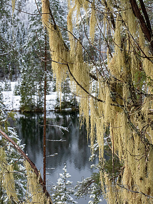 P2154928 / Evernia divaricata / Mjuktjafs