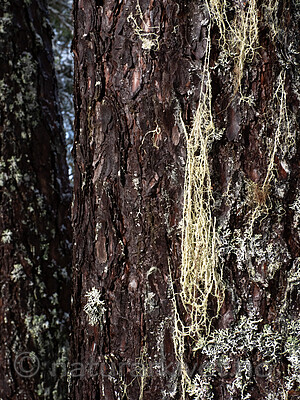 P2154944 / Evernia divaricata / Mjuktjafs