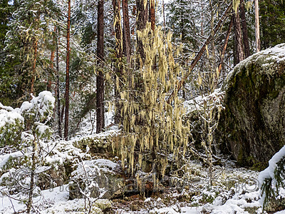 P2154949 / Evernia divaricata / Mjuktjafs